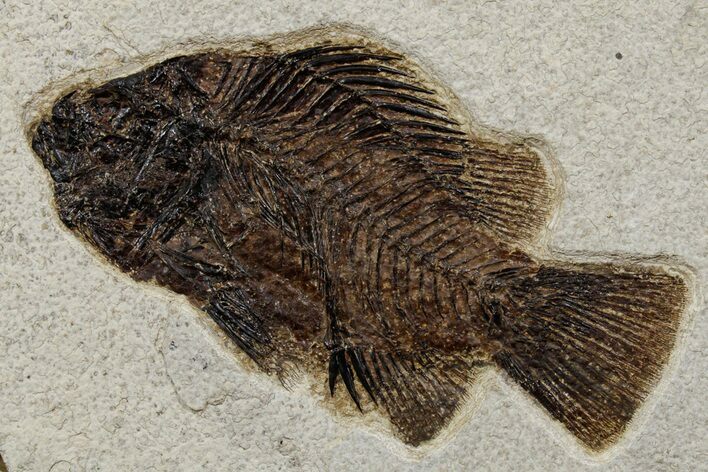 Detailed Fossil Fish (Cockerellites) - Wyoming #349266